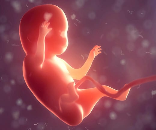 Humano, Embrião, Interior, Corpo., 3d, Ilustração