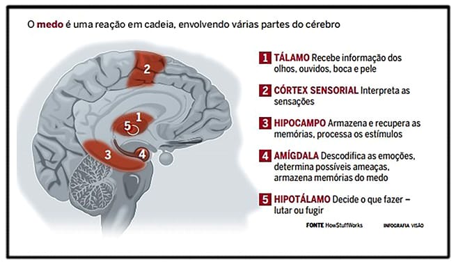 Imagem de um cérebro e relação com o medo